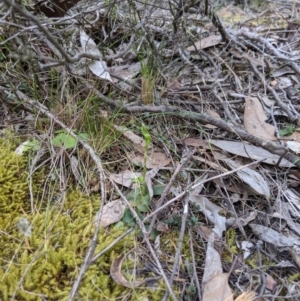 Hymenochilus sp. at Jerrabomberra, NSW - suppressed