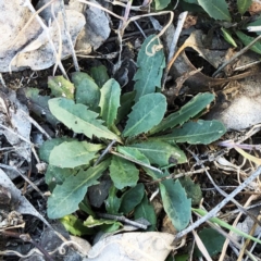 Chondrilla juncea (Skeleton Weed) at Hughes, ACT - 14 Oct 2019 by ruthkerruish