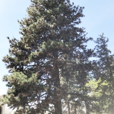 Pinus ponderosa (Ponderosa Pine) at Yarralumla, ACT - 14 Oct 2019 by ruthkerruish