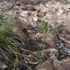 Hymenochilus muticus (Midget Greenhood) at Jerrabomberra, NSW - 14 Oct 2019 by MattM