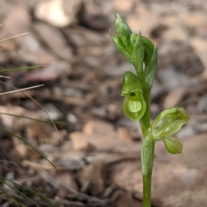 Hymenochilus muticus at Jerrabomberra, NSW - suppressed