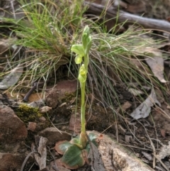 Hymenochilus muticus at Jerrabomberra, NSW - 14 Oct 2019