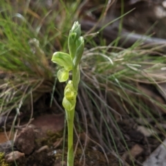 Hymenochilus muticus at Jerrabomberra, NSW - suppressed