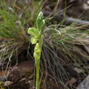 Hymenochilus muticus at Jerrabomberra, NSW - 14 Oct 2019