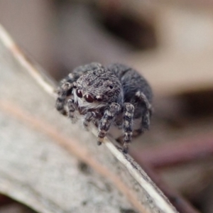 Maratus vespertilio at Spence, ACT - suppressed