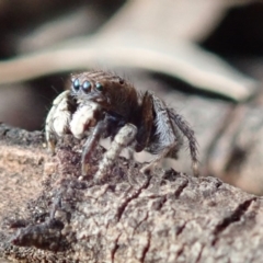 Maratus vespertilio at Spence, ACT - suppressed