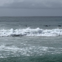 Dolphin-unknown species (Unidentified Dolphin) at Bawley Point, NSW - 6 Oct 2019 by mel