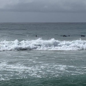 Dolphin-unknown species at Bawley Point, NSW - 7 Oct 2019