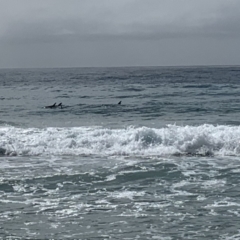 Dolphin-unknown species at Bawley Point, NSW - 7 Oct 2019 10:06 AM