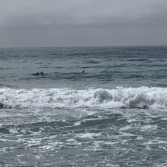Dolphin-unknown species at Bawley Point, NSW - 7 Oct 2019