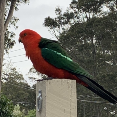 Alisterus scapularis (Australian King-Parrot) at Bawley Point, NSW - 6 Oct 2019 by mel