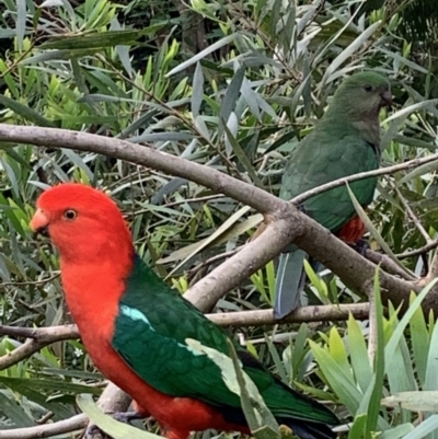 Alisterus scapularis (Australian King-Parrot) at Bawley Point, NSW - 7 Oct 2019 by mel