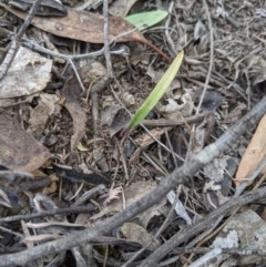 Caladenia sp. (A Caladenia) at Jerrabomberra, NSW - 14 Oct 2019 by MattM