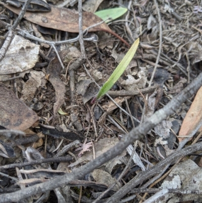 Caladenia sp. (A Caladenia) at Mount Jerrabomberra QP - 14 Oct 2019 by MattM