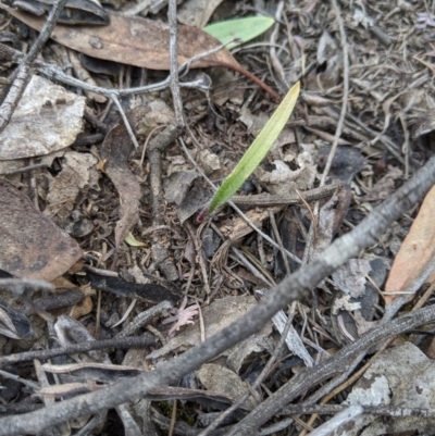 Caladenia sp. (A Caladenia) at Jerrabomberra, NSW - 14 Oct 2019 by MattM