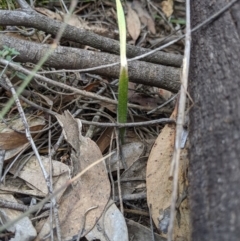 Caladenia sp. (A Caladenia) at Mount Jerrabomberra QP - 14 Oct 2019 by MattM