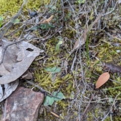 Caladenia sp. at Jerrabomberra, NSW - 14 Oct 2019