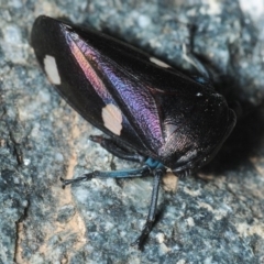 Eurymela distincta (Gumtree leafhopper) at Molonglo Valley, ACT - 12 Oct 2019 by Harrisi