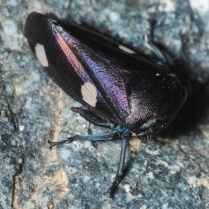 Eurymela distincta at Molonglo Valley, ACT - 12 Oct 2019 04:55 PM