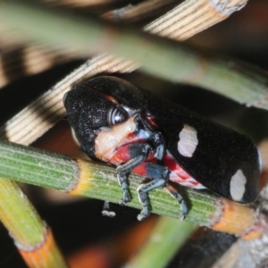 Eurymela distincta at Molonglo Valley, ACT - 12 Oct 2019