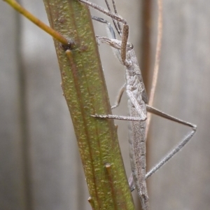 Zaprochilus australis at Aranda, ACT - 8 Oct 2012 03:32 PM