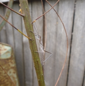 Zaprochilus australis at Aranda, ACT - 8 Oct 2012 03:32 PM