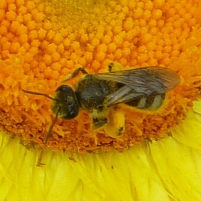 Lasioglossum (Chilalictus) sp. (genus & subgenus) (Halictid bee) at Aranda, ACT - 18 Nov 2012 by JanetRussell