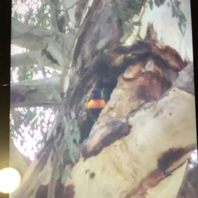 Trichoglossus moluccanus (Rainbow Lorikeet) at Crace, ACT - 14 Oct 2019 by Timberpaddock
