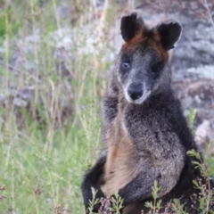 Wallabia bicolor (Swamp Wallaby) at Tuggeranong DC, ACT - 14 Oct 2019 by HelenCross