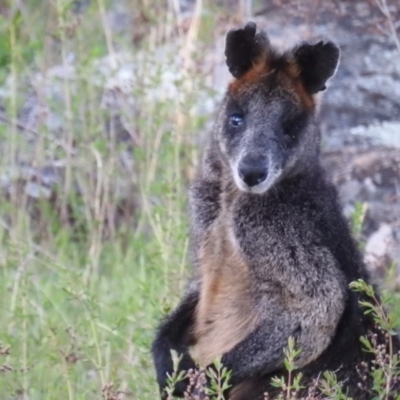 Wallabia bicolor (Swamp Wallaby) at McQuoids Hill - 14 Oct 2019 by HelenCross