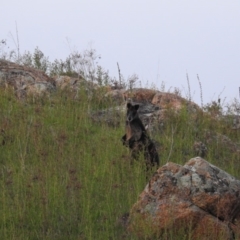 Wallabia bicolor at Tuggeranong DC, ACT - 14 Oct 2019