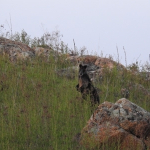 Wallabia bicolor at Tuggeranong DC, ACT - 14 Oct 2019