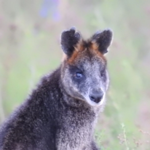 Wallabia bicolor at Tuggeranong DC, ACT - 14 Oct 2019 06:29 PM