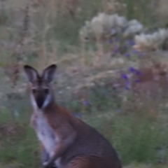 Notamacropus rufogriseus (Red-necked Wallaby) at McQuoids Hill - 14 Oct 2019 by HelenCross