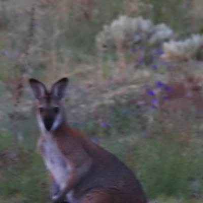 Notamacropus rufogriseus (Red-necked Wallaby) at McQuoids Hill - 14 Oct 2019 by HelenCross