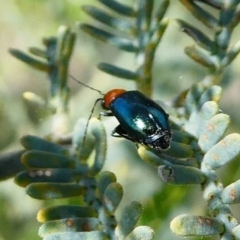 Adoxia benallae (Leaf beetle) at Duffy, ACT - 13 Oct 2019 by HarveyPerkins