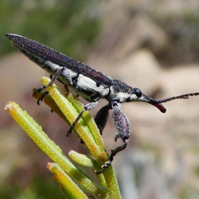 Rhinotia sp. (genus) (Unidentified Rhinotia weevil) at Duffy, ACT - 13 Oct 2019 by HarveyPerkins