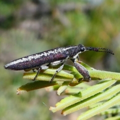 Rhinotia sp. (genus) at Duffy, ACT - 13 Oct 2019