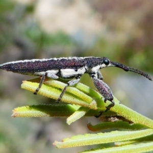 Rhinotia sp. (genus) at Duffy, ACT - 13 Oct 2019