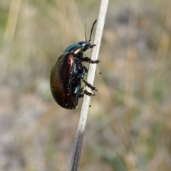 Chrysolina quadrigemina at Duffy, ACT - 13 Oct 2019