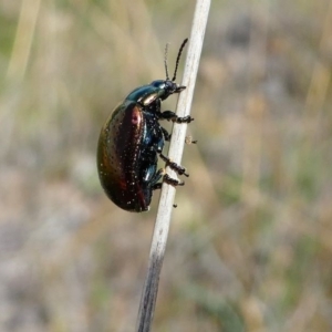 Chrysolina quadrigemina at Duffy, ACT - 13 Oct 2019