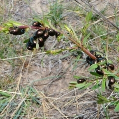 Chrysolina quadrigemina at Duffy, ACT - 13 Oct 2019