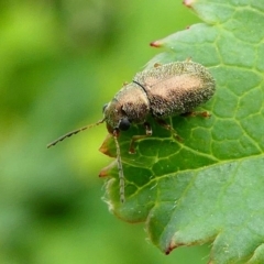 Eboo sp. (genus) (Eboo leaf beetle) at Duffy, ACT - 13 Oct 2019 by HarveyPerkins