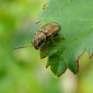 Eboo sp. (genus) at Duffy, ACT - 13 Oct 2019 12:57 PM