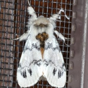 Iropoca rotundata at Rosedale, NSW - 7 Oct 2019