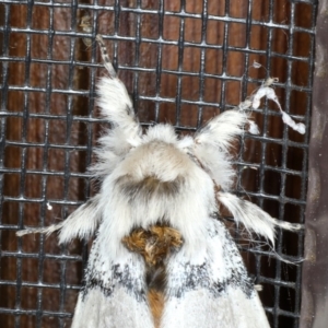 Iropoca rotundata at Rosedale, NSW - 7 Oct 2019