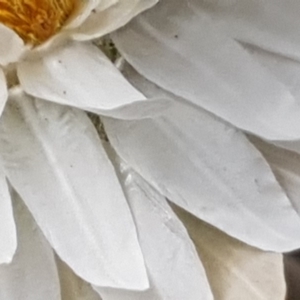 Leucochrysum albicans subsp. tricolor at Latham, ACT - 14 Oct 2019