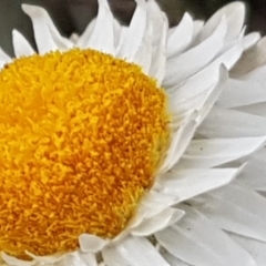 Leucochrysum albicans subsp. tricolor at Latham, ACT - 14 Oct 2019