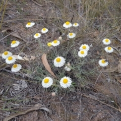 Leucochrysum albicans subsp. tricolor at Latham, ACT - 14 Oct 2019