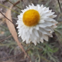 Leucochrysum albicans subsp. tricolor at Latham, ACT - 14 Oct 2019